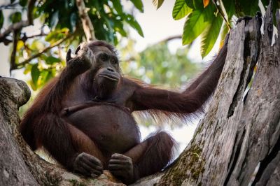 Borneo-Orang-Utan / CRITICALLY ENDANGERED