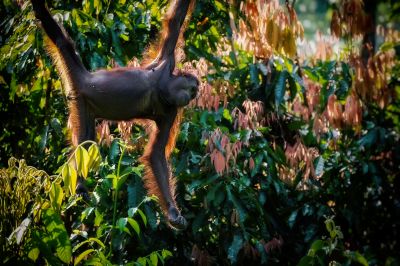 Borneo-Orang-Utan / Bornean Orangutan