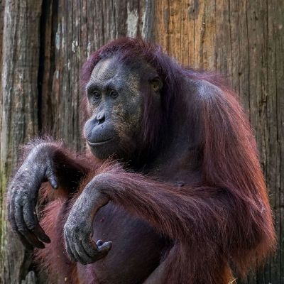 Borneo-Orang-Utan / Bornean Orangutan