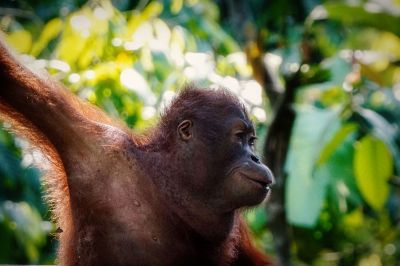 Borneo-Orang-Utan / Bornean Orangutan