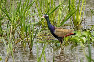 Hindublatthühnchen / Bronze-winged Jacana