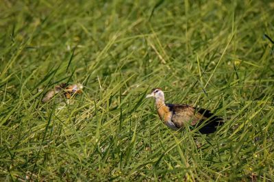 Hindublatthühnchen (J) / Bronze-winged Jacana