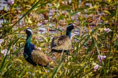 Hindublatthühnchen / Bronze-winged Jacana