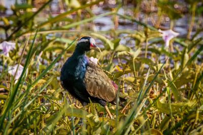 Hindublatthühnchen / Bronze-winged Jacana