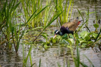 Hindublatthühnchen / Bronze-winged Jacana