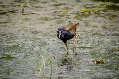 Hindublatthühnchen / Bronze-winged Jacana