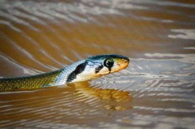 Bronzeback Tree-snake