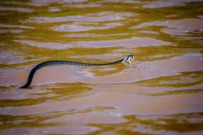 Bronzeback Tree-snake