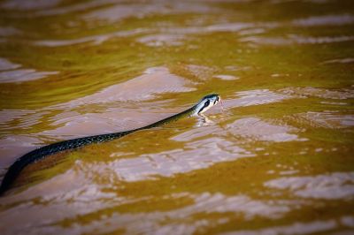 Bronzeback Tree-snake