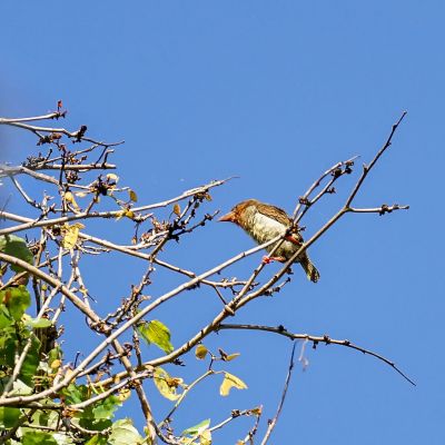 Braunbartvogel / Brown Barbet