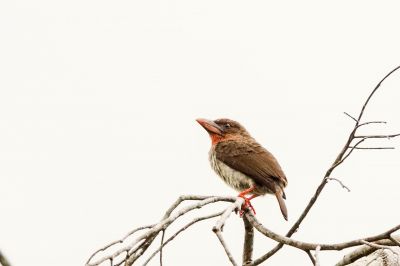 Braunbartvogel / Brown Barbet