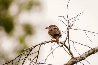 Braunbartvogel / Brown Barbet