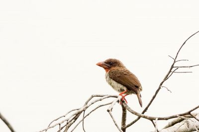 Braunbartvogel / Brown Barbet