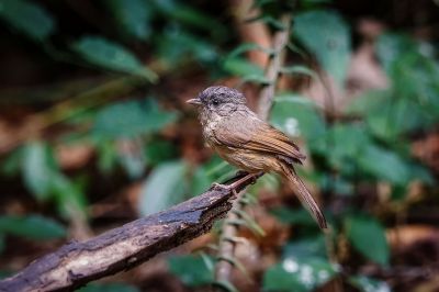 Graukopfalcippe / Brown-cheeked Fulvetta