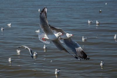 Braunkopfmöwe / Brown-headed Gull