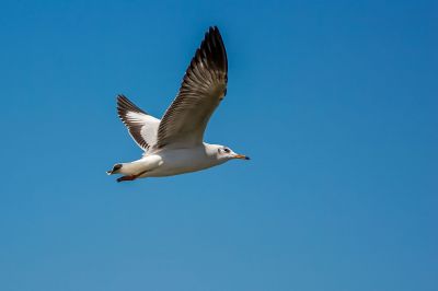 Braunkopfmöwe / Brown-headed Gull