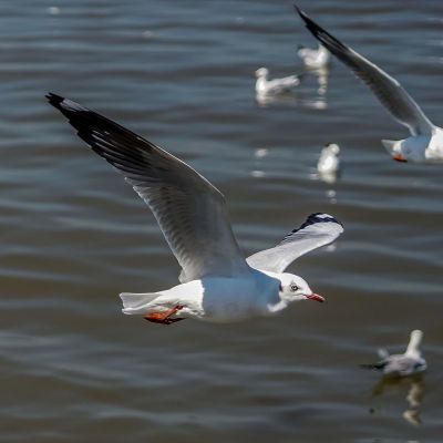 Braunkopfmöwe / Brown-headed Gull