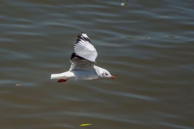 Braunkopfmöwe / Brown-headed Gull