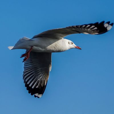 Braunkopfmöwe / Brown-headed Gull