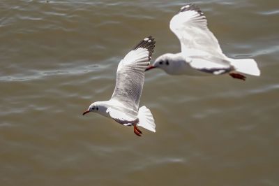 Braunkopfmöwe / Brown-headed Gull