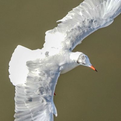 Braunkopfmöwe / Brown-headed Gull