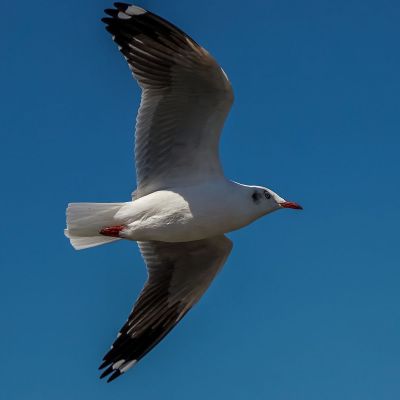 Braunkopfmöwe / Brown-headed Gull