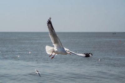 Braunkopfmöwe / Brown-headed Gull