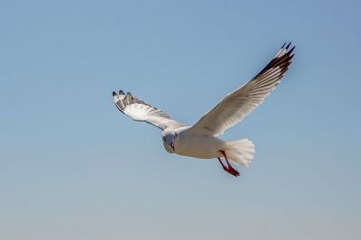 Braunkopfmöwe / Brown-headed Gull