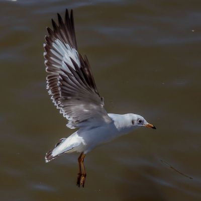 Braunkopfmöwe / Brown-headed Gull
