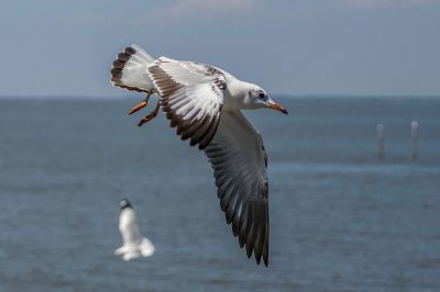 Braunkopfmöwe / Brown-headed Gull