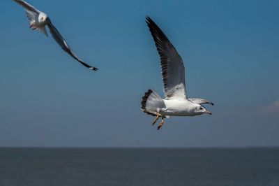 Braunkopfmöwe / Brown-headed Gull