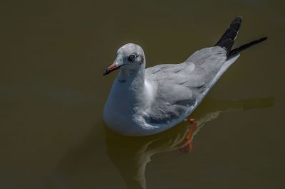 Braunkopfmöwe / Brown-headed Gull