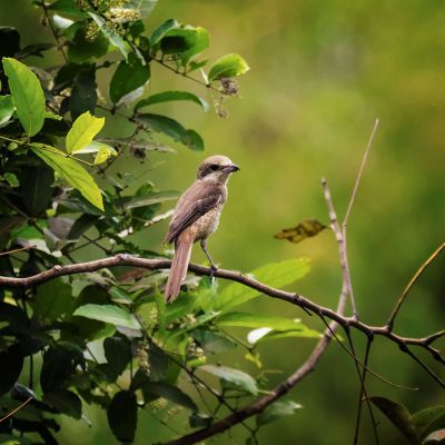 Braunwürger / Brown Shrike