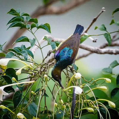 Braunkehl-Nektarvogel / Brown-throated Sunbird - Plain-throated Sunbird