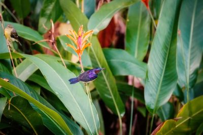 Braunkehl-Nektarvogel (M&W) / Brown-throated Sunbird - Plain-throated Sunbird