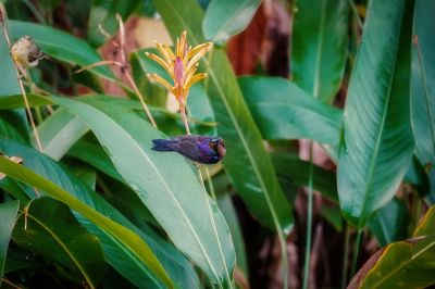 Braunkehl-Nektarvogel / Brown-throated Sunbird - Plain-throated Sunbird