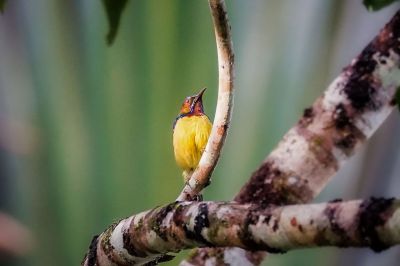 Braunkehl-Nektarvogel / Brown-throated Sunbird - Plain-throated Sunbird