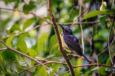 Braunkehl-Nektarvogel / Brown-throated Sunbird - Plain-throated Sunbird