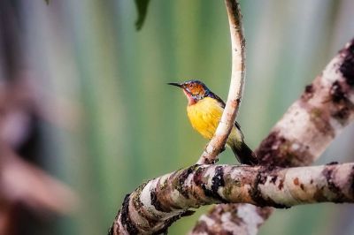 Braunkehl-Nektarvogel / Brown-throated Sunbird - Plain-throated Sunbird