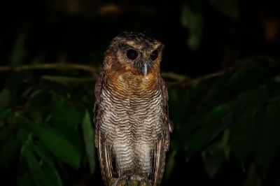 Malaienkauz / Brown Wood-owl