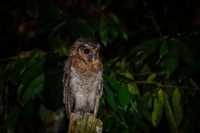 Malaienkauz / Brown Wood-owl