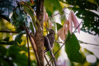 Tukkispecht (W) / Buff-necked Woodpecker