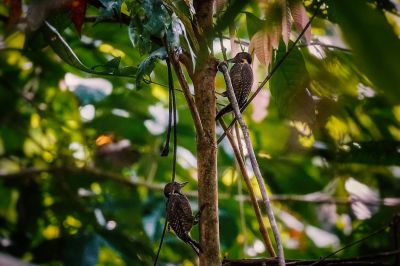 Tukkispecht (M&W) / Buff-necked Woodpecker