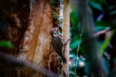 Tukkispecht (M) / Buff-necked Woodpecker