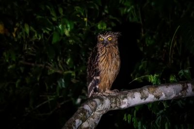 Sunda-Fischuhu / Buffy Fish-owl