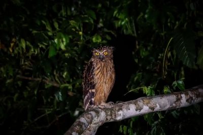 Sunda-Fischuhu / Buffy Fish-owl