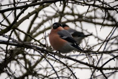 Gimpel - Dompfaff (M) / Bullfinch - Eurasian Bullfinch - Common Bullfinch