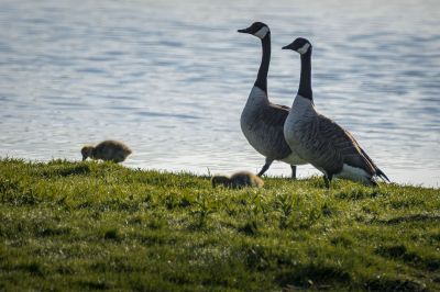 Kanadagans mit Jungen / Canada Goose