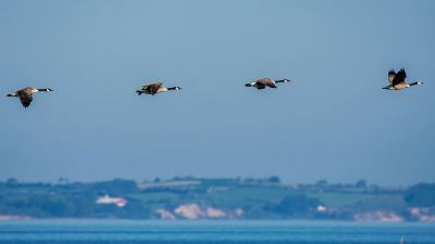 Kanadagans / Canada Goose