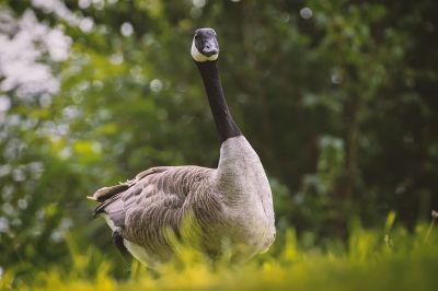 Kanadagans / Canada Goose